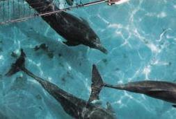 sailing,sail charters,snorkeling